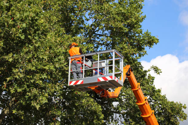 Best Tree Trimming and Pruning  in Somers Point, NJ